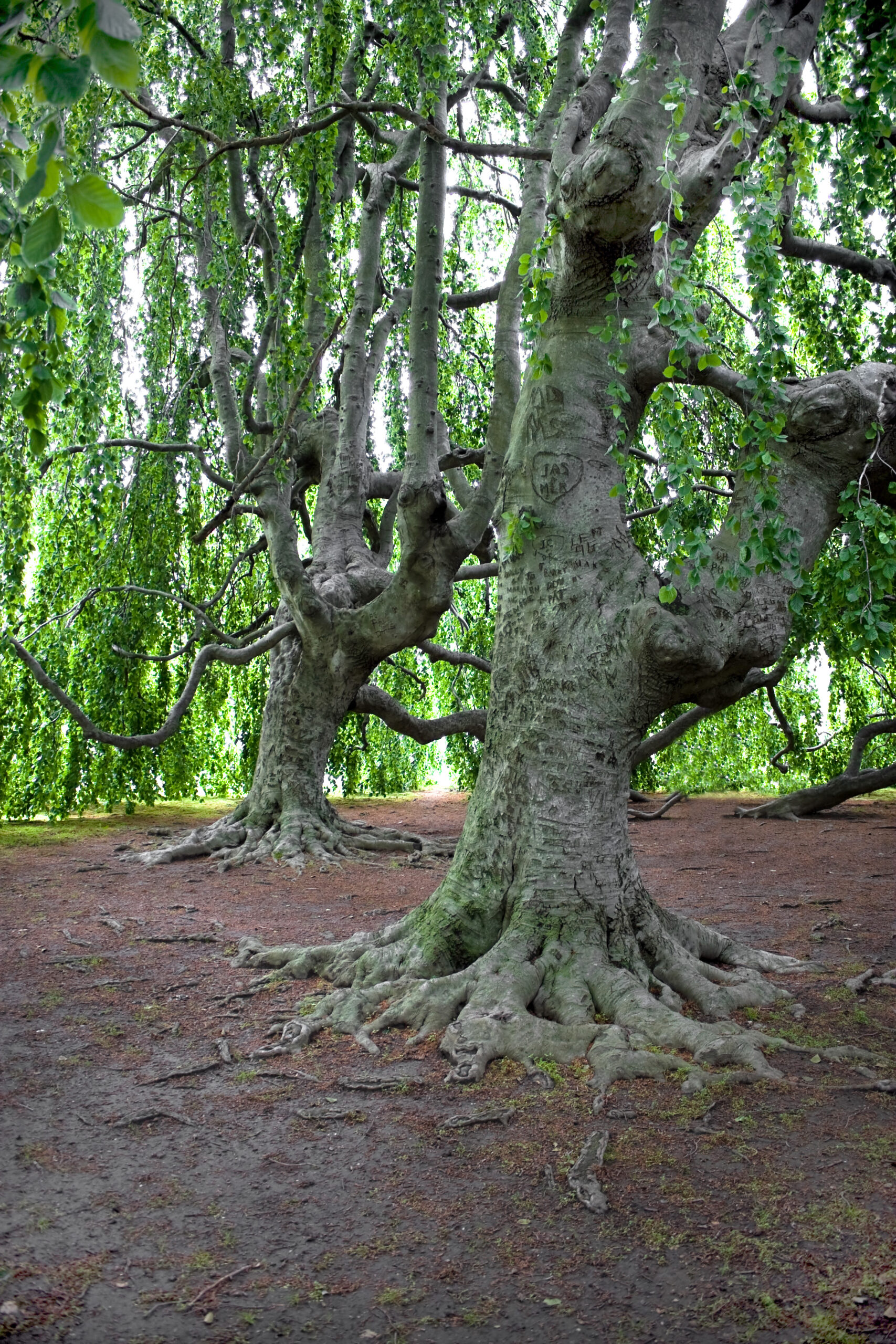 A couple of ancient looking trees with hanging vines found in New England.  There are lots of initials carved into the tree trunks.